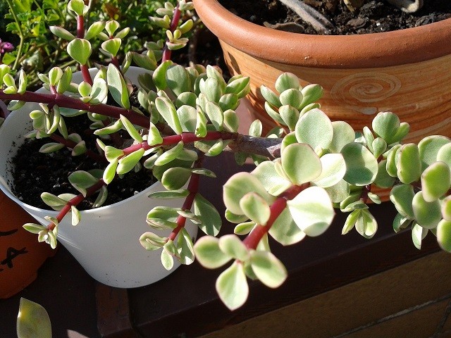 portulacaria